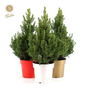 Picea gl. December® (Evergreen Spruce)