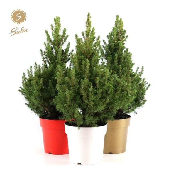 Picea gl. December® (Evergreen Spruce)