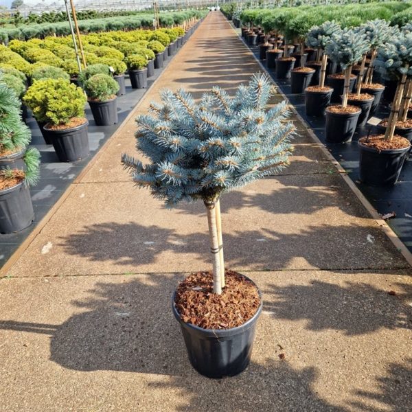Picea pungens  Glauca Globosa  / 40 CM STEM C18