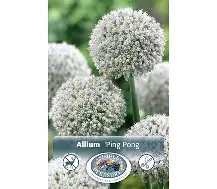 Allium - Ping Pong (4/5 Bulb pot)