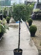 PRUNUS LUSITANICA (80cm Std) Portuguese Laurel