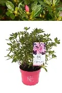 Rhododendron japonicum Pink Spider