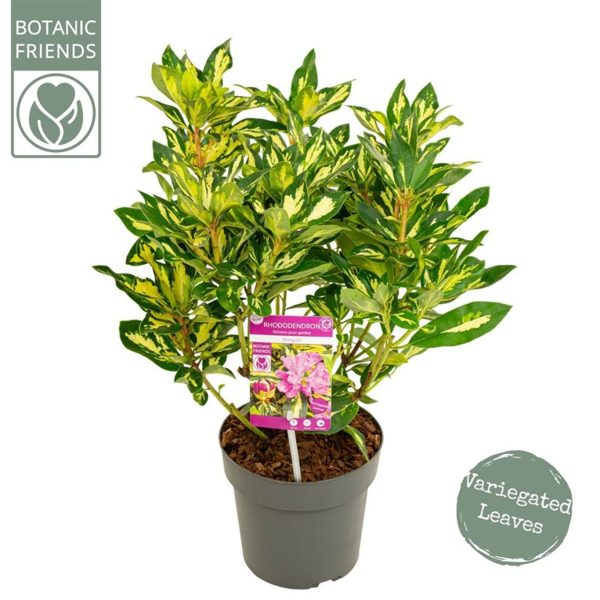 Rhododendron  Blattgold ® / 3 Ltr pot