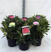 Rhododendron exclusive mix / 30-40 CM C5