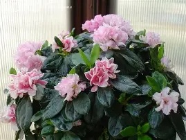 Rhododendron simsii (Azalea) indica Huelsten - variegated