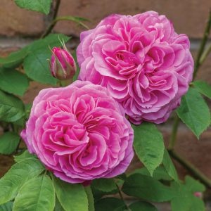 Rosa Gertrude Jekyll