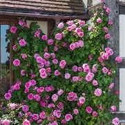 Rosa Gertrude Jekyll ©