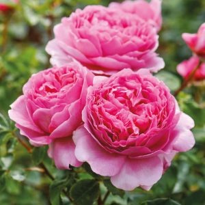 Rosa  Princess Alexandra of Kent