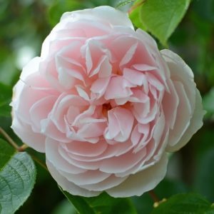 Rosa  The Generous Gardener ©