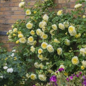 Rosa   The Pilgrim ©