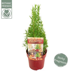 Rosmarinus officinalis