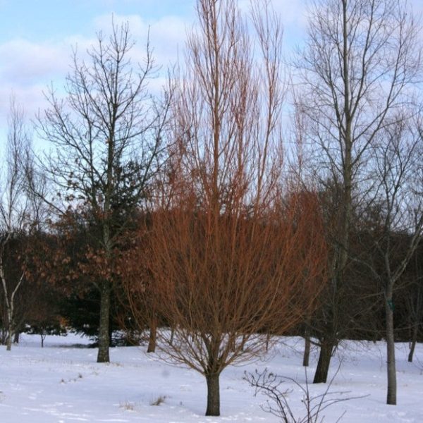 SALIX ALBA CHERMESINA