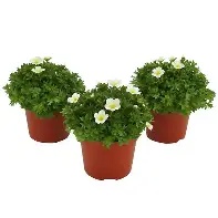 Saxifraga Patio Selection