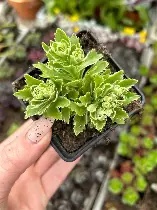 Sedum takesimense Atlantis