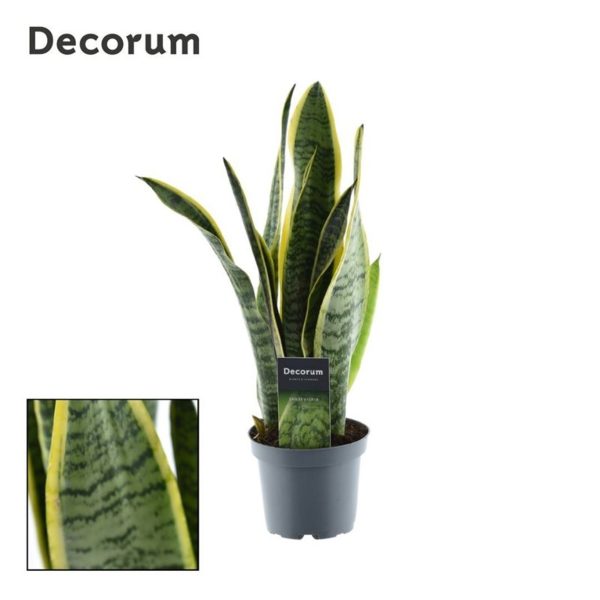 Sansevieria trif.  Laurentii ² / P12