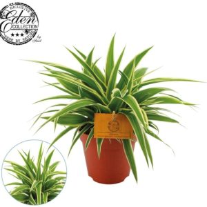 Chlorophytum com.  Ocean ² / P12