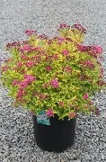 SPIREA MAGIC CARPET