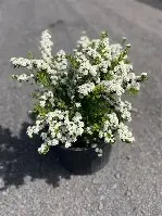 SPIREA SNOWMOUND