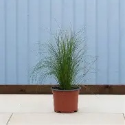 Stipa tenuissima  Ponytails  / 2 Ltr pot