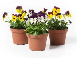 Trailing Pansy