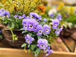 Trailing Viola