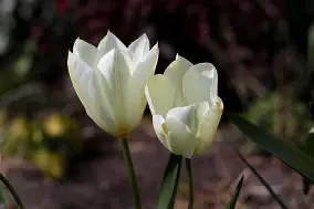 Tulip Fosteriana  Purissima