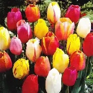 Tulips - Mixed Varities