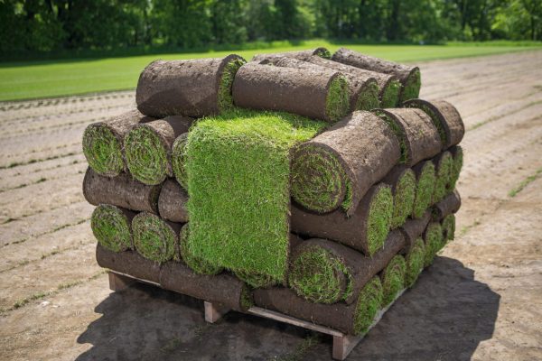 Lawn Turf 1meter squared per roll
