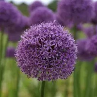 Allium Gladiator  Large Flowering