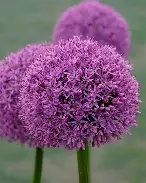 Allium  Large Flowering Allium Gladiator