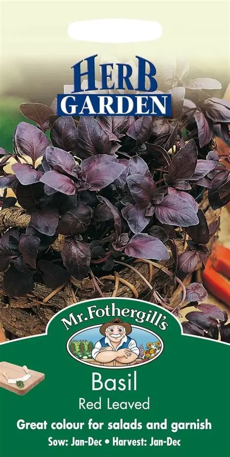 UK/FO-BASIL Red Leaved
