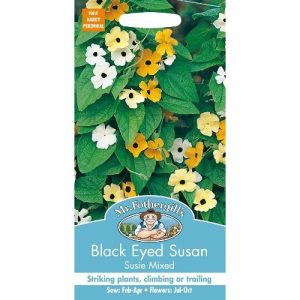 UK/FO-BLACK EYED SUSAN Susie Mix