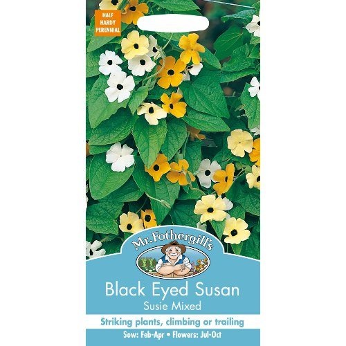 UK/FO-BLACK EYED SUSAN Susie Mix