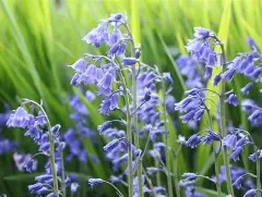 Blue Bells  non scripta