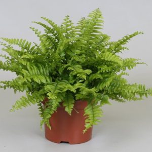 Nephrolepis exal.  Boston Blue Bell  / P12