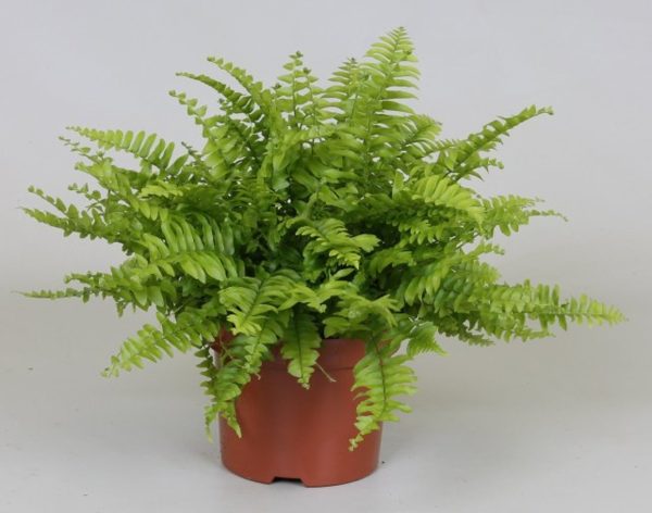 Nephrolepis exal.  Boston Blue Bell  / P12