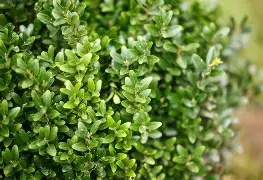 Buxus sempervirens