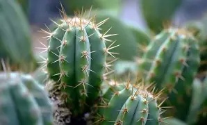 Medium Cactus