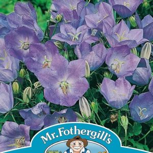 UK/FO-CAMPANULA carpatica Blue