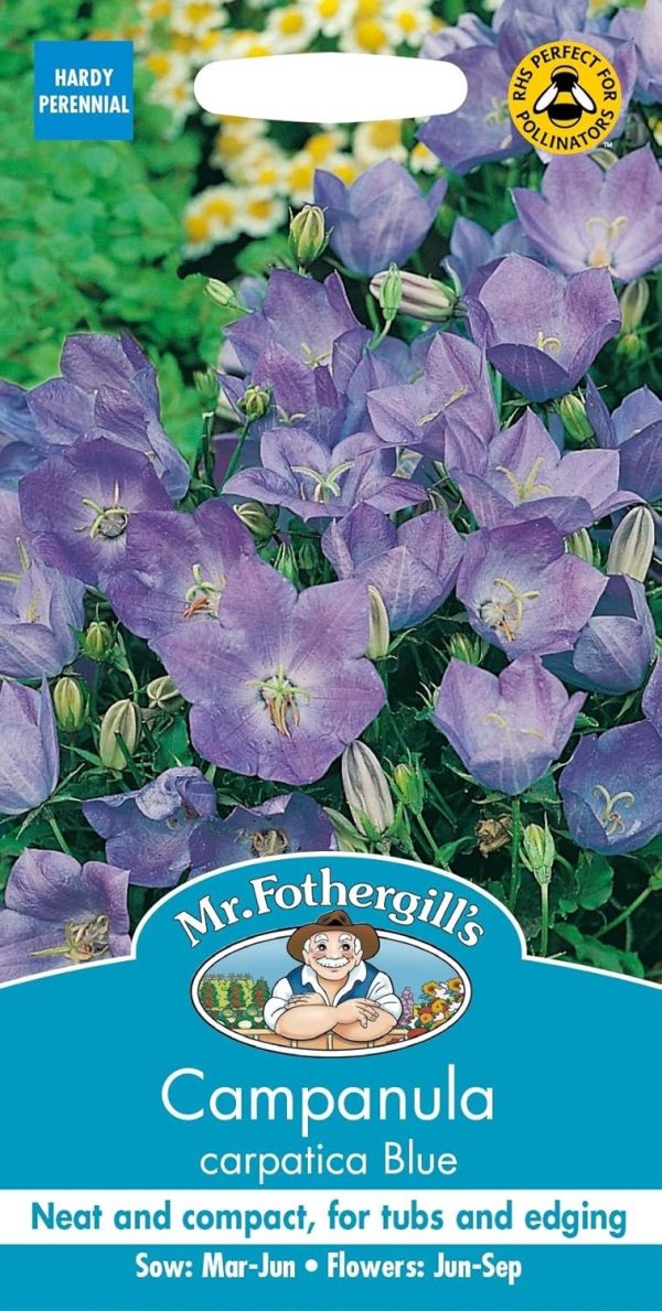 UK/FO-CAMPANULA carpatica Blue