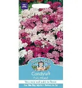 UK/FO-CANDYTUFT Fairy Mix