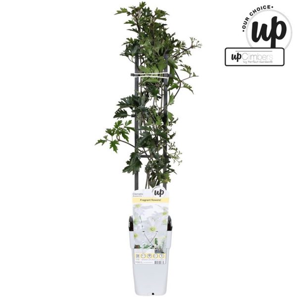 Clematis  Avalanche ® / C2 - trellis