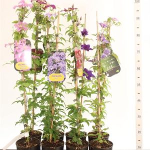 Clematis mix / 2 Ltr, single cane