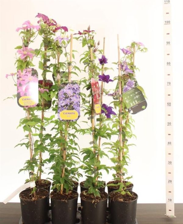 Clematis mix / 2 Ltr, single cane