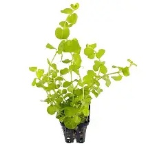 Lysimachia nummularia  Aurea