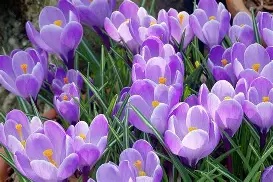 Crocus Grand Maitre