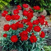 Dianthus  Colores Red