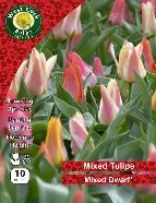 Mixed Dwarf Tulips 10 bulbs Prepack 10/11