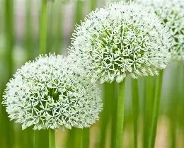 Allium - Mount Everest (1 Bulb/pot)