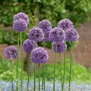 Allium - Gladiator (1 Bulb/pot)